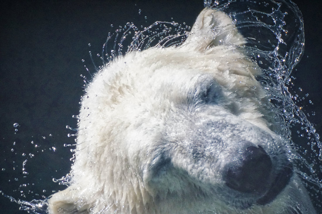 Polar Bear Shaking Off Water, ABQ BioPark