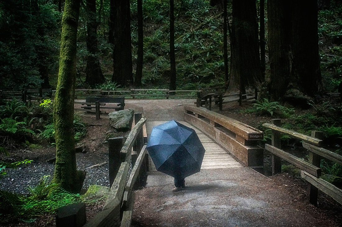 child walks with umbrella over bridge in Miur Woods Redwoods, in California