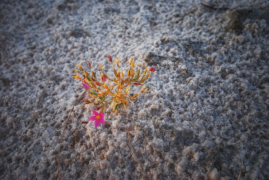 Tiny Magenta Flowers - White Sands National Monument