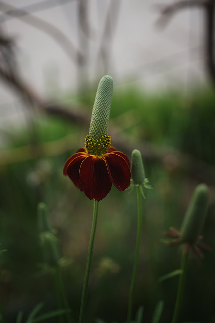 mexican hat bloom