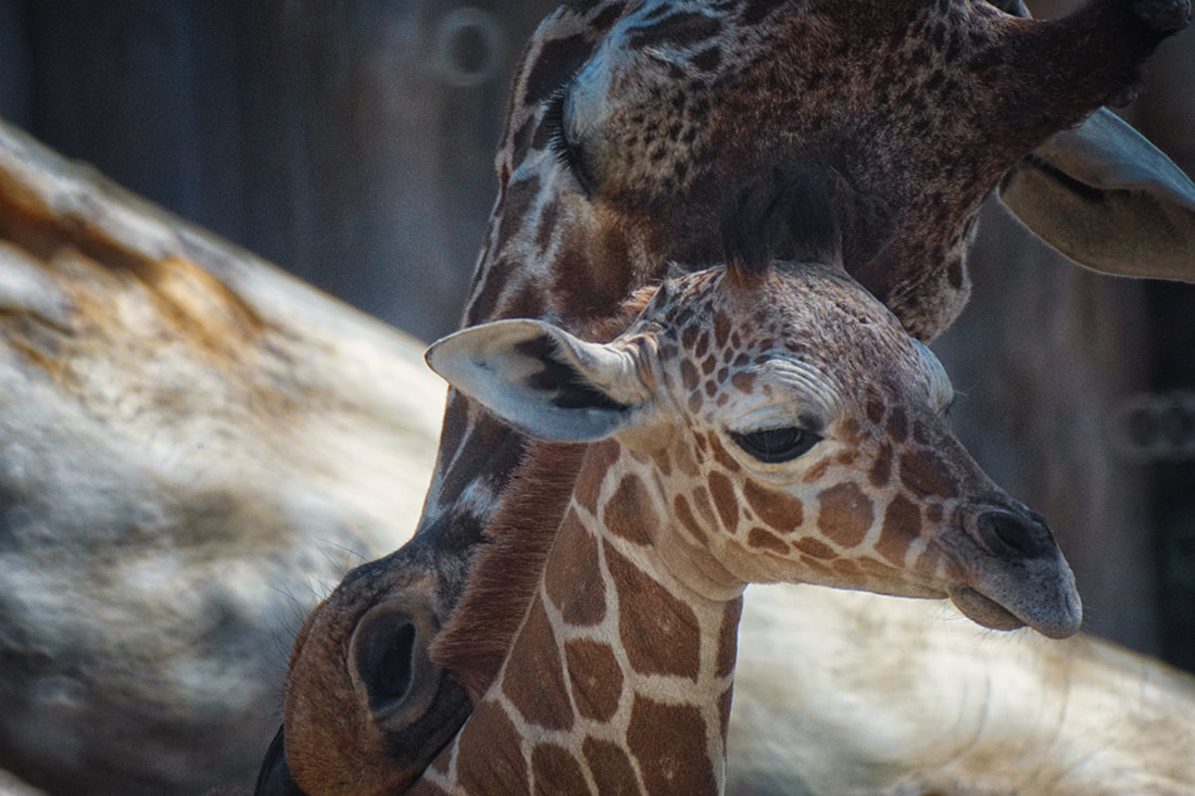 Baby Giraffe June, with Mother, ABQ BioPark