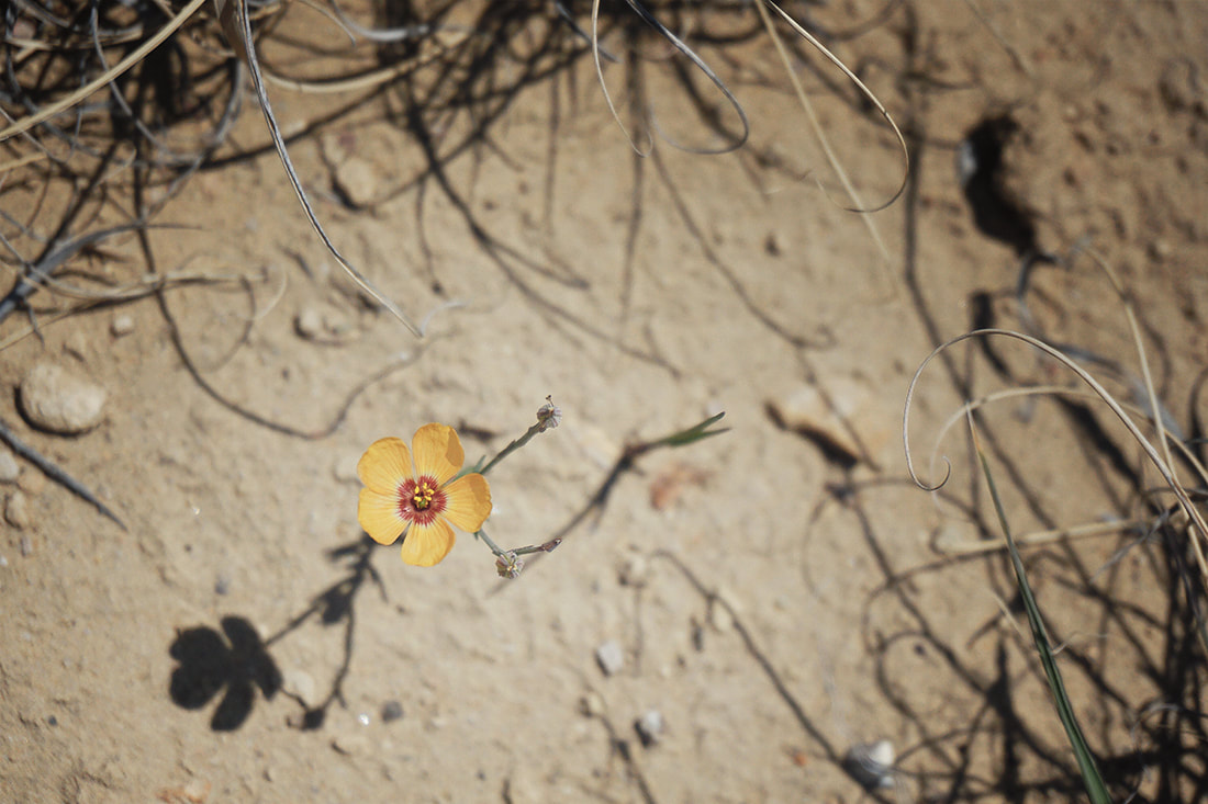 Lone Desert Flower