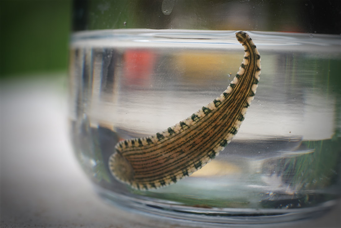 patterned leech stretches in glass jar