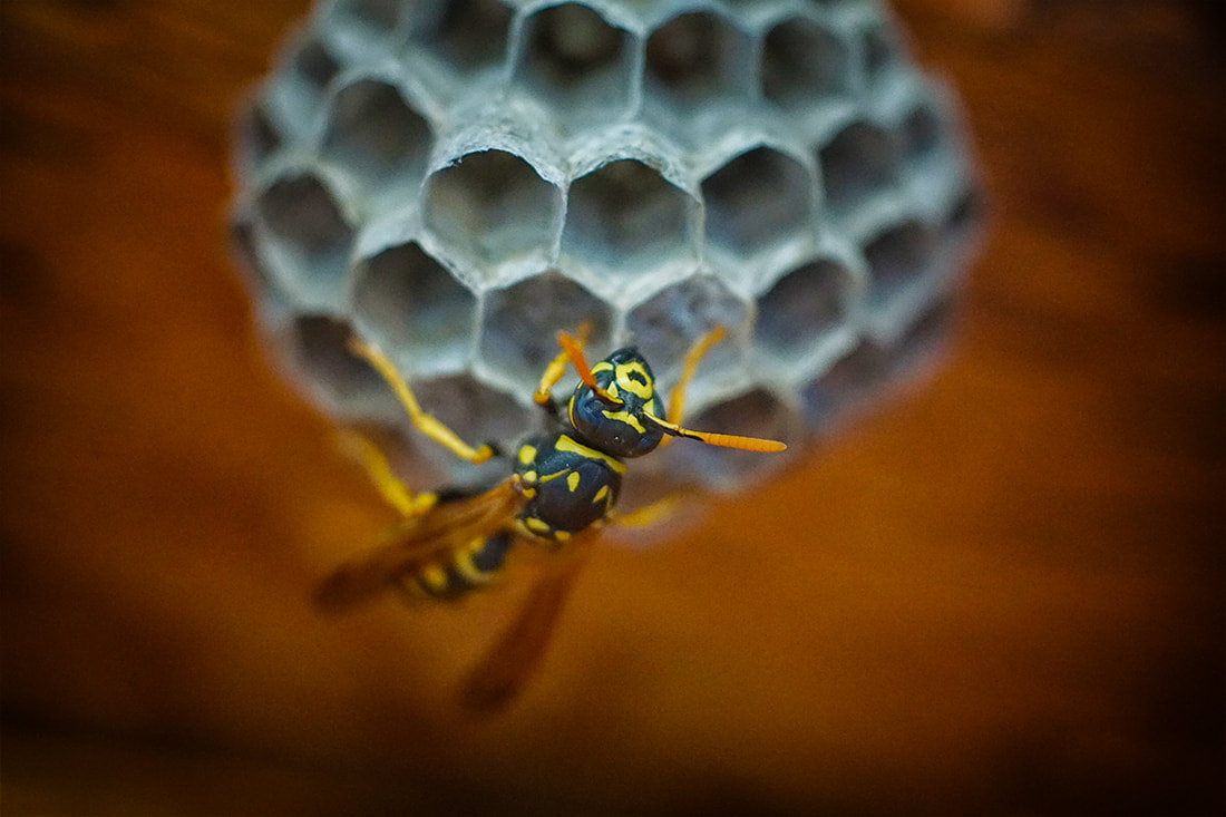 wasp building nest