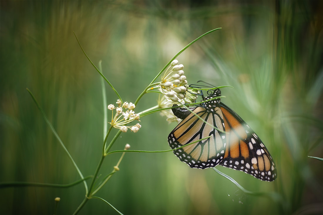 monarch butterfly on narrowleaf milkweed