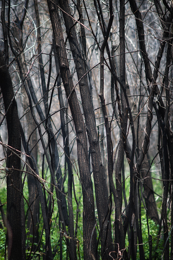 blackened trees burnt from fire