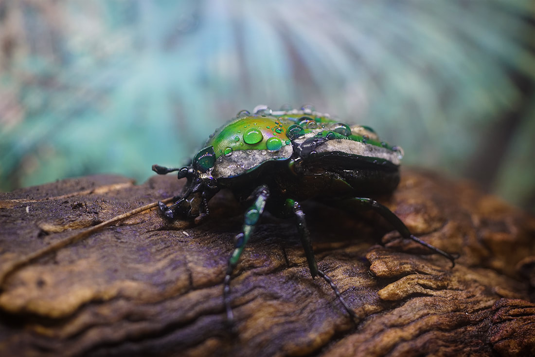 Green Jewel Beetle with Water Drops, ABQ BioPark Bugarium