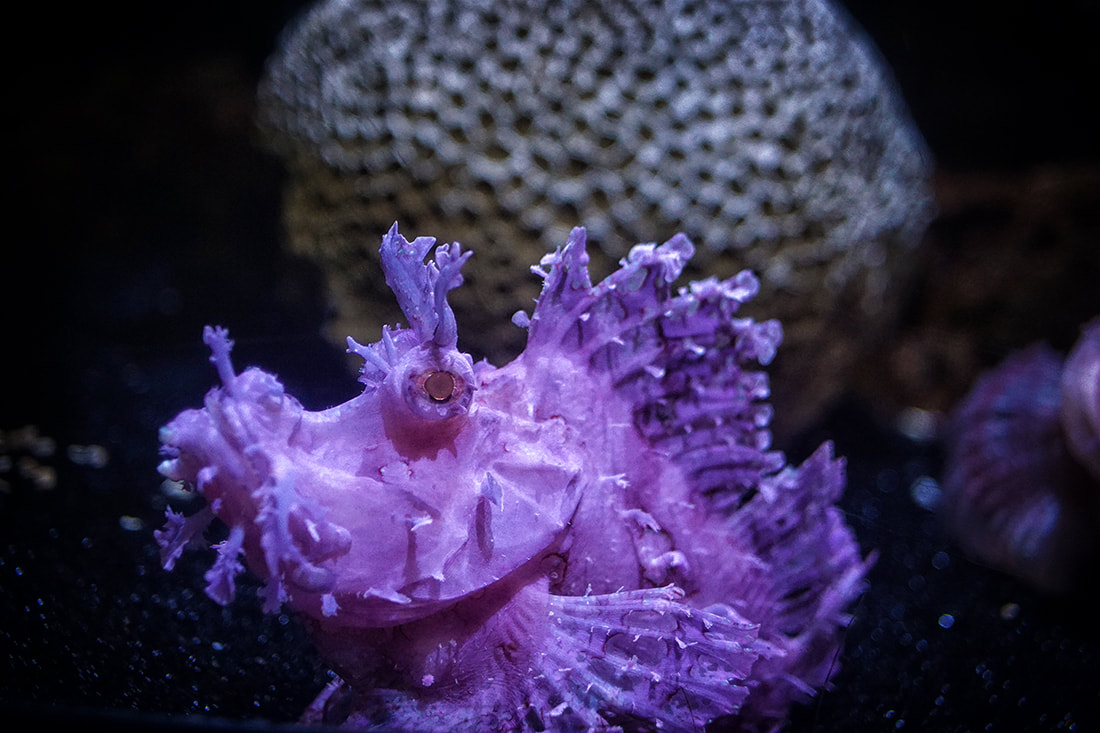 Pink Scorpionfish, Florida Aquarium, Tampa Bay, FL