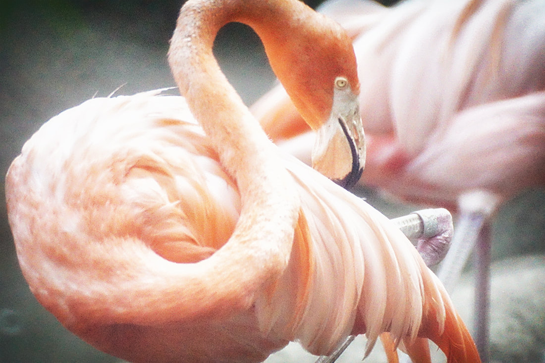 Graceful Lines of a Flamingo, ABQ BioPark