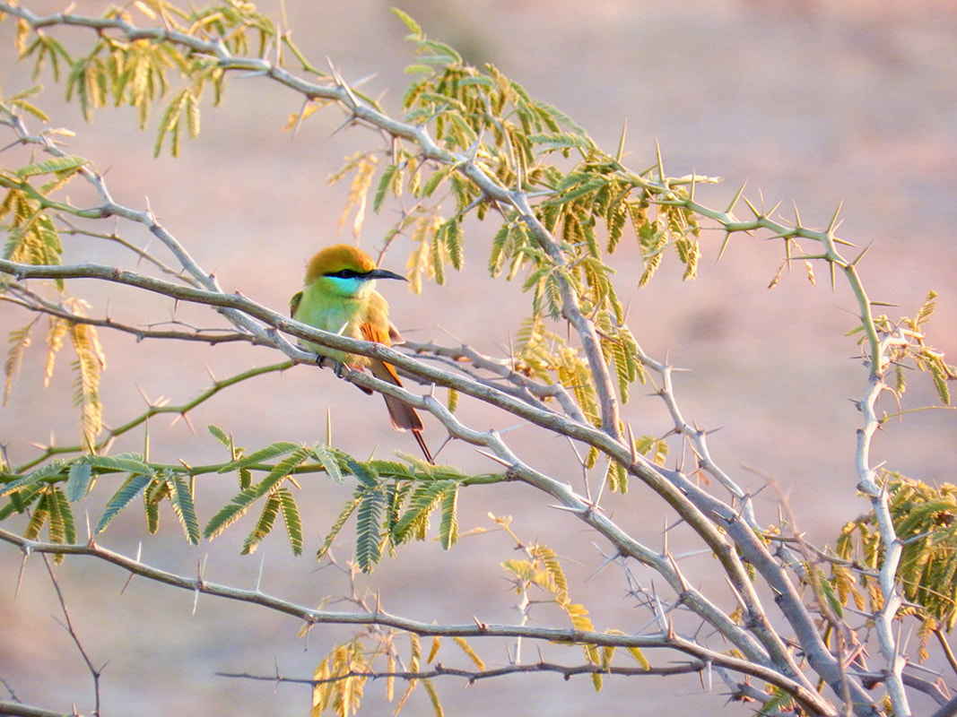Green Bee-Eater, Jaisalmer, India