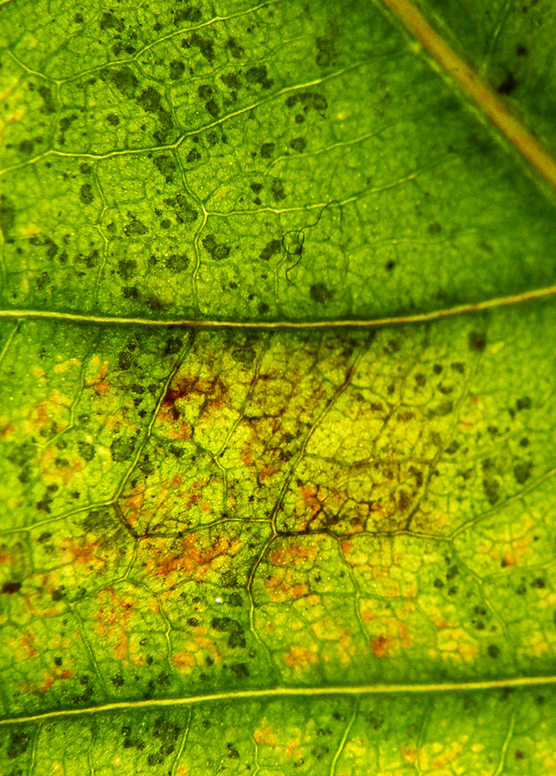 Secret Map in Bodhi Tree Leaf