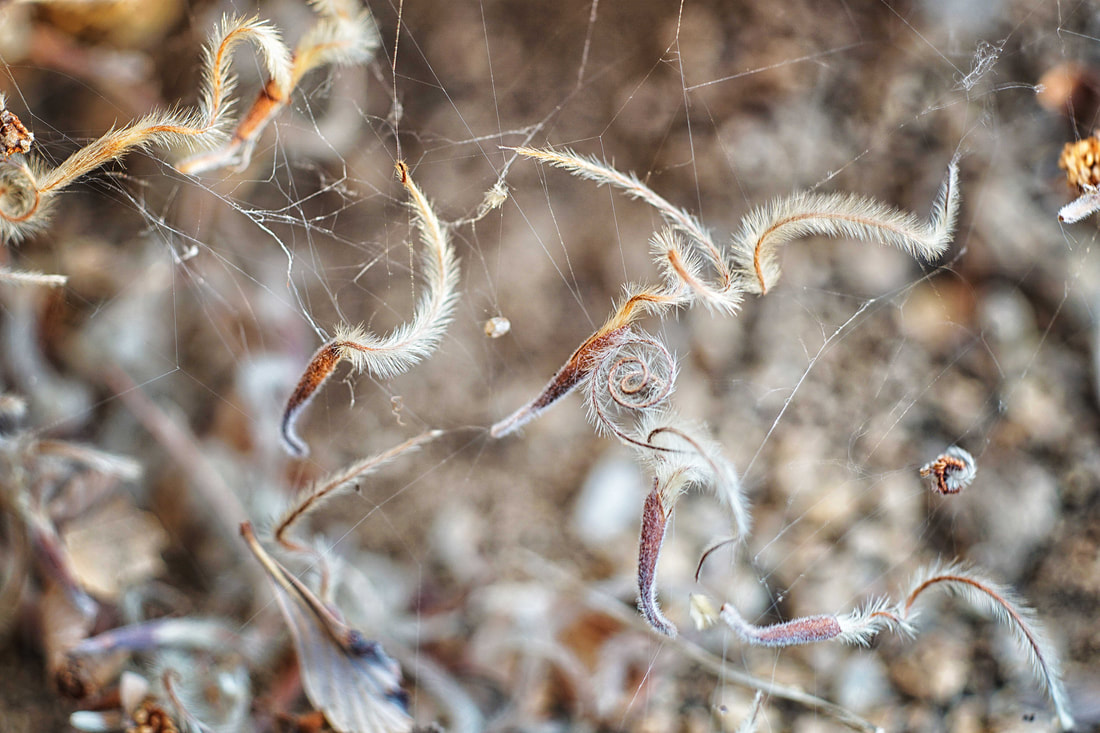 Seeds in Spider Web