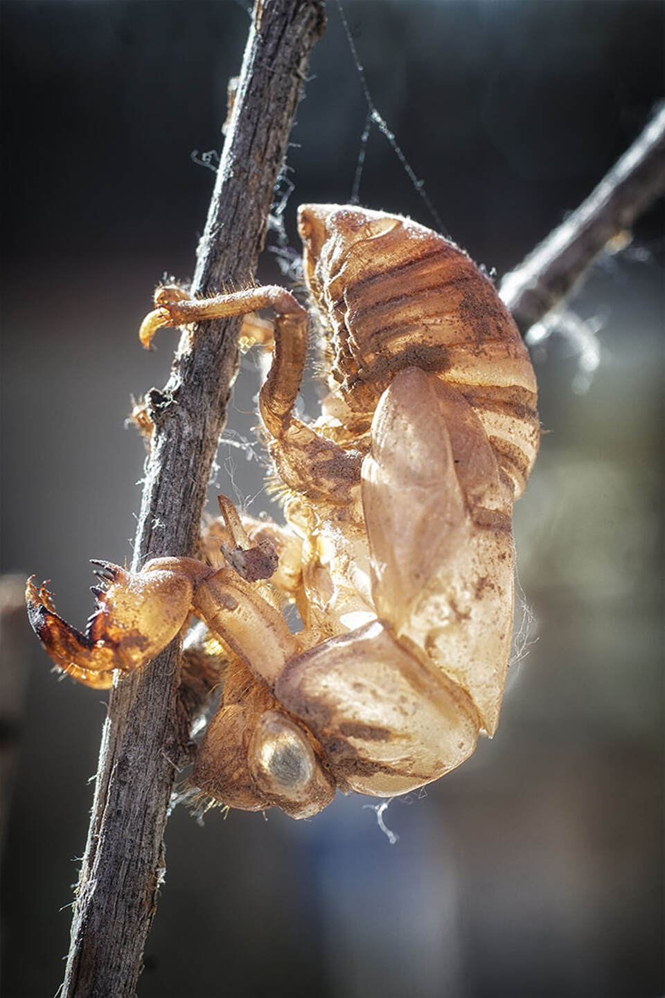 Cicada Exoskeleton Shed, Bosque, Rio Grande Valley