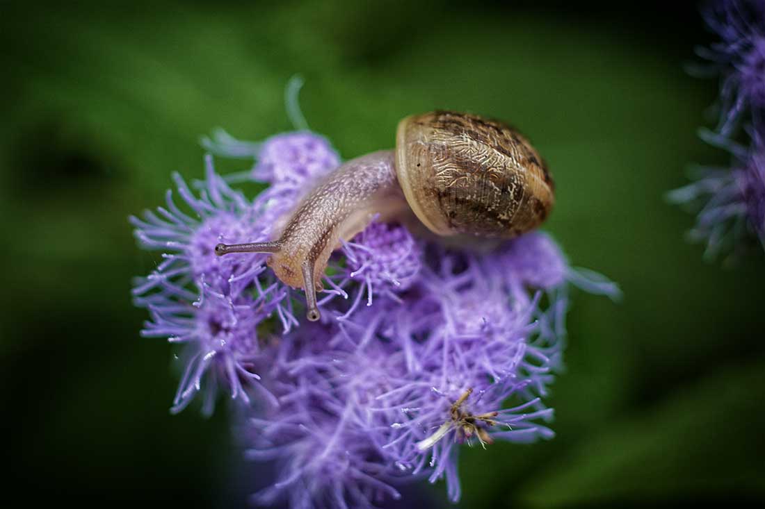 Snail on Purple Flower, ABQ Botanic Gardens