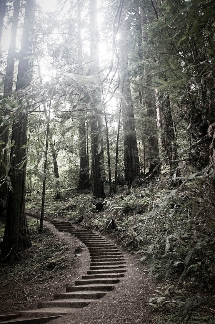 Stairway in Redwoods, Muir Woods, CA 